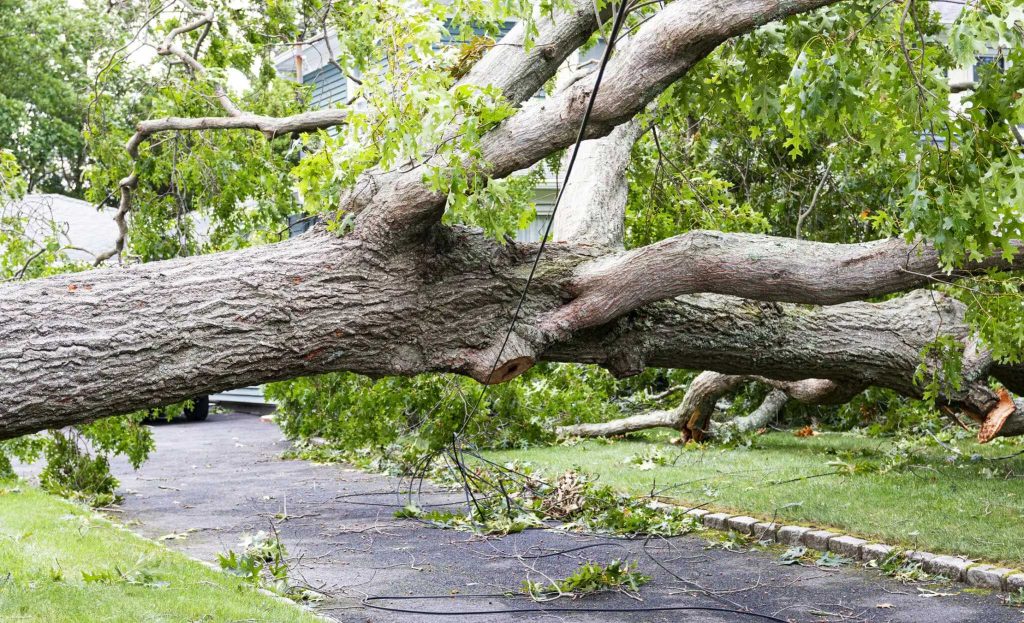 Tree Hazards scaled