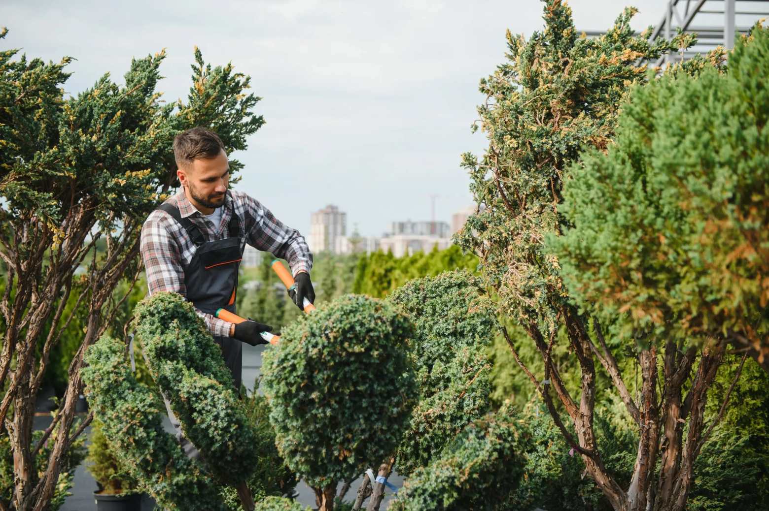 bush trimming and removal services scaled