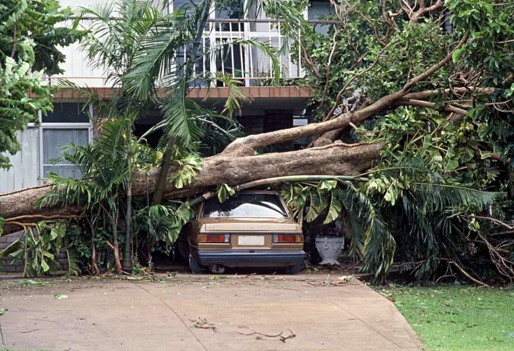 marty s tree removal pruning emergency tree care orig